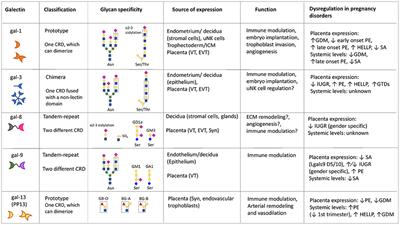 Pregnancy Galectinology: Insights Into a Complex Network of Glycan Binding Proteins